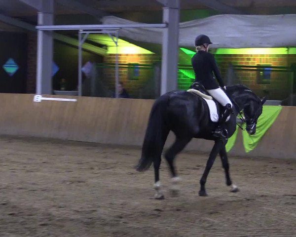 Dohrener Pferdetage 2019
