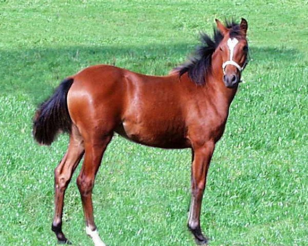 Cavallo Djinnih (Pony da Sella Tedesco, 1998, di Kimber)