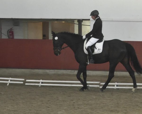 Reitturnier Neunkirchen-Furpach 2019