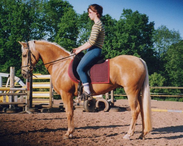 broodmare Molenhof's Nathalie (Nederlands Welsh Ridepony, 1986, from Bronllwyn Cha-Cha)