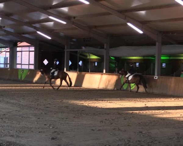 Dohrener Pferdetage 2019