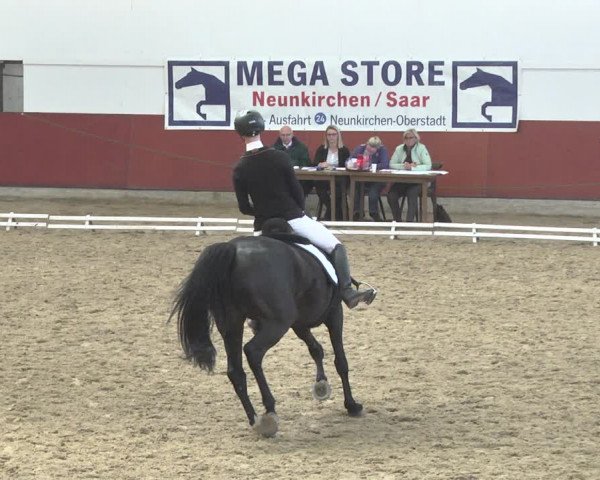 Reitturnier Neunkirchen-Furpach 2019