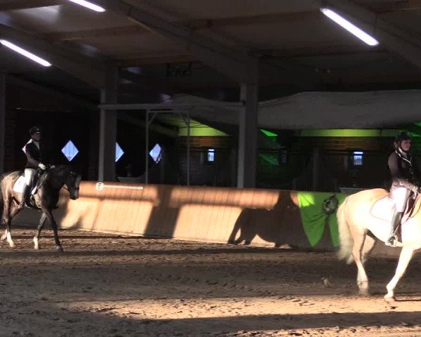 Dohrener Pferdetage 2019