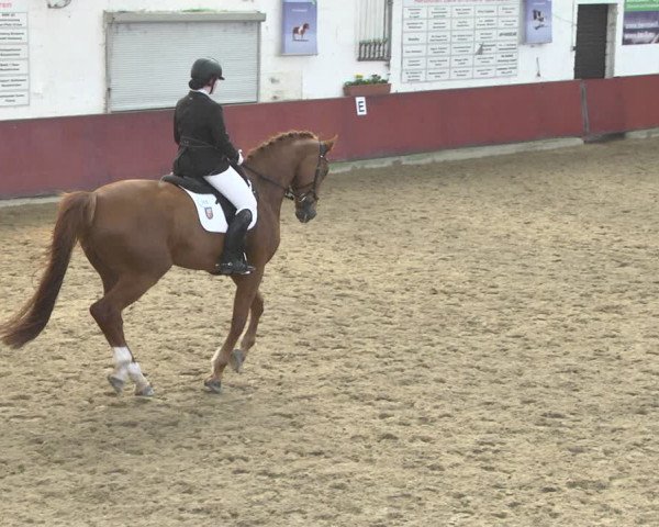 Reitturnier Neunkirchen-Furpach 2019