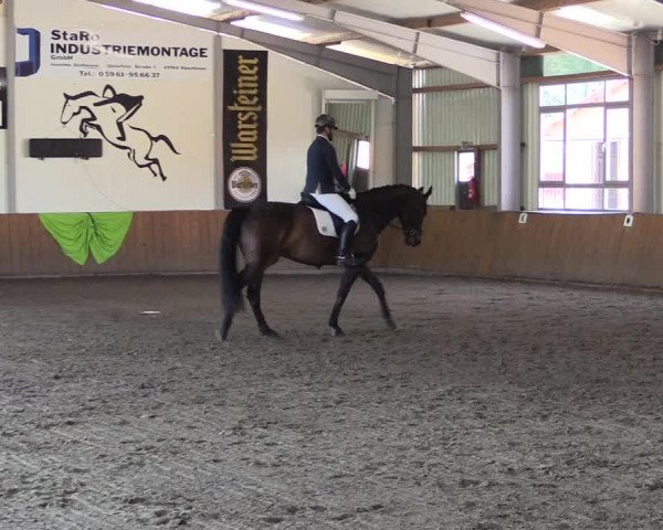 Dohrener Pferdetage 2019