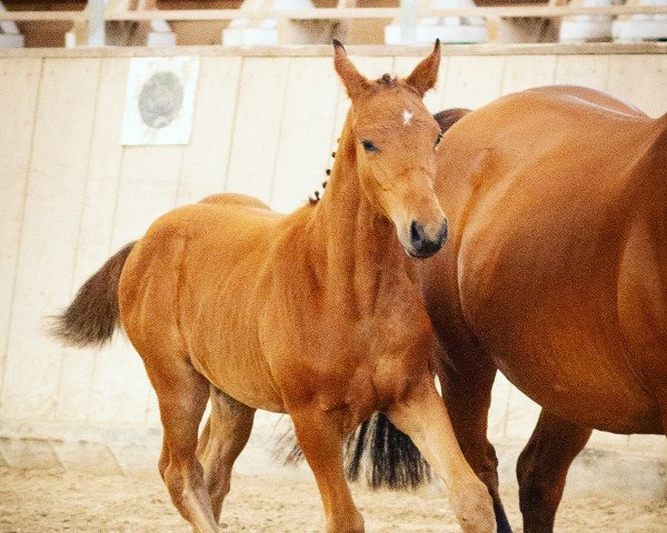 horse Feuersteins Mysterio (German Sport Horse, 2020, from Fred Feuerstein)