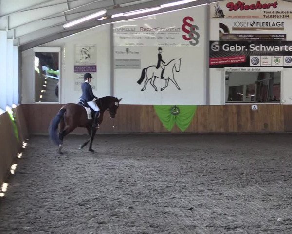 Dohrener Pferdetage 2019