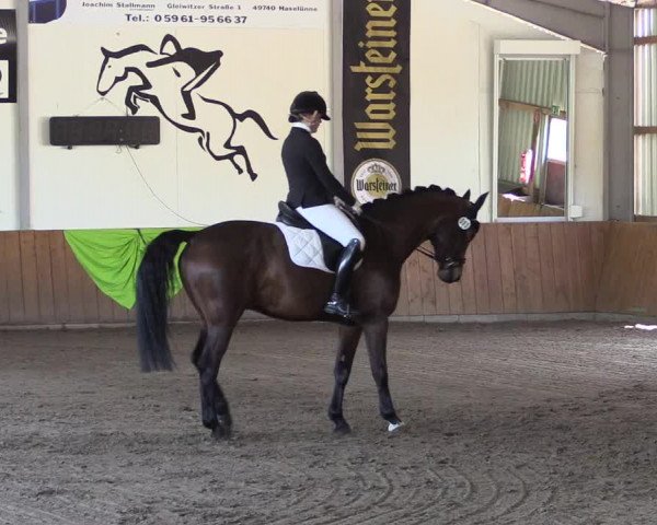 Dohrener Pferdetage 2019