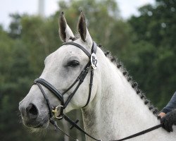 jumper Sarro (Hanoverian, 2008, from Salito)
