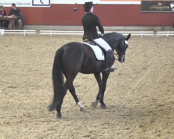 Reitturnier Neunkirchen-Furpach 2019