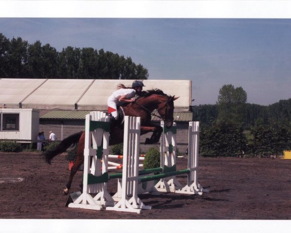 Zuchtstute Antarctica van het Witte Huis (Belgium Sporthorse, 2006, von Couterro U)
