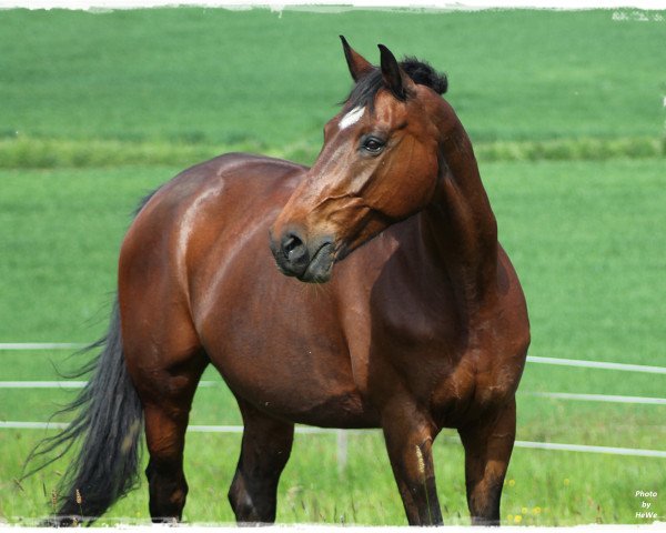 Pferd Rising Sun 66 (Brandenburger, 2000, von Rubinstern Noir)