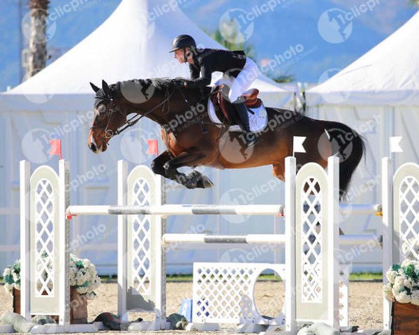 Springpferd Creme de La Creme 6 (Holsteiner, 2007, von Casall Ask)