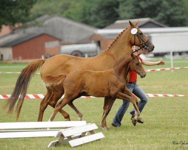 broodmare Hilkens Georgia (German Riding Pony, 2009, from Hilkens Black Delight)