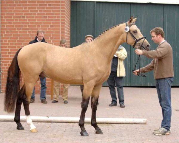 horse Hilkens Champion of Hearts (German Riding Pony, 2004, from FS Champion de Luxe)