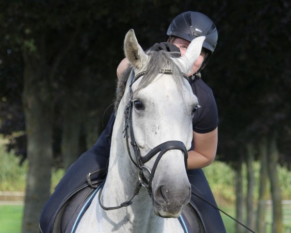 horse Simply Smart (Westphalian, 2014, from Sunday)