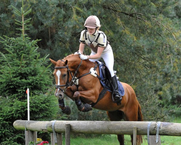 broodmare Hilkens Keniyah (German Riding Pony, 2001, from Branduardi M)