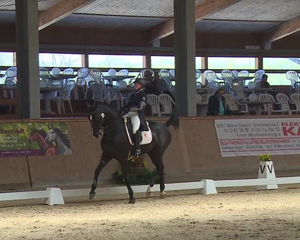 FEI Reitturnier Wiener Neustadt (AUT) 2019