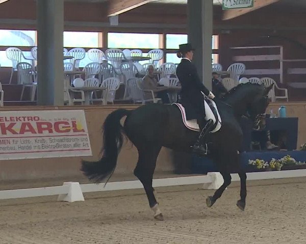 FEI Reitturnier Wiener Neustadt (AUT) 2019