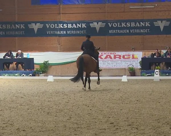 FEI Reitturnier Wiener Neustadt (AUT) 2019