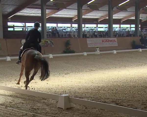 FEI Reitturnier Wiener Neustadt (AUT) 2019