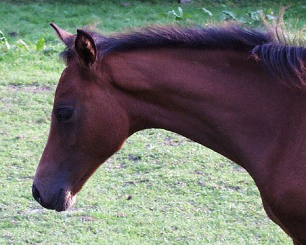 broodmare Hilkens May Lassie (German Riding Pony, 2002, from Branduardi M)