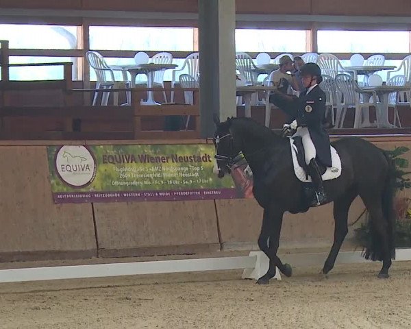 FEI Reitturnier Wiener Neustadt (AUT) 2019