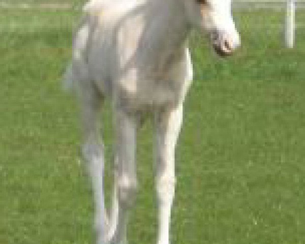 broodmare Hilkens Sweet Jubilee (German Riding Pony, 2009, from Heidbergs Nancho Nova)
