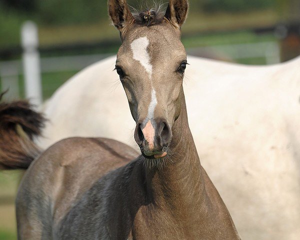Pferd Hilkens New Delight (Deutsches Reitpony, 2011, von Nemax)