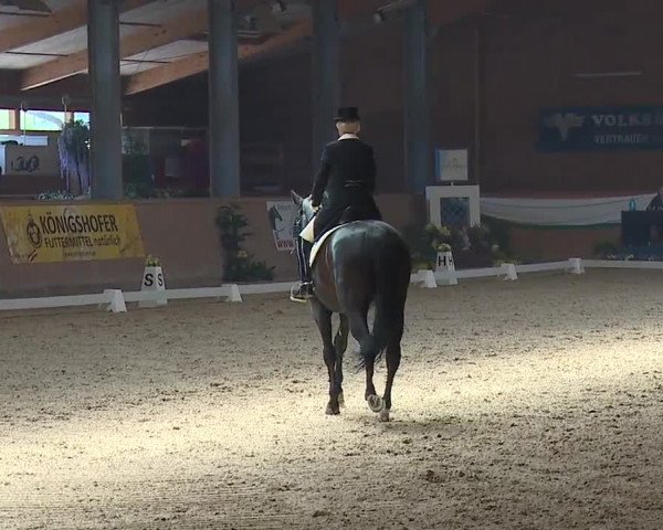 FEI Reitturnier Wiener Neustadt (AUT) 2019