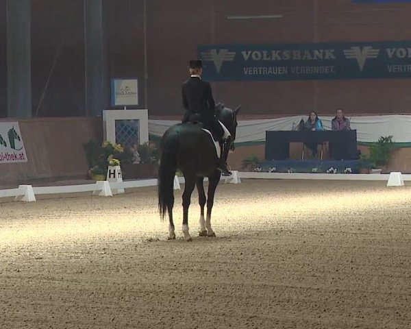 FEI Reitturnier Wiener Neustadt (AUT) 2019