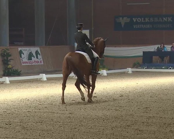 FEI Reitturnier Wiener Neustadt (AUT) 2019