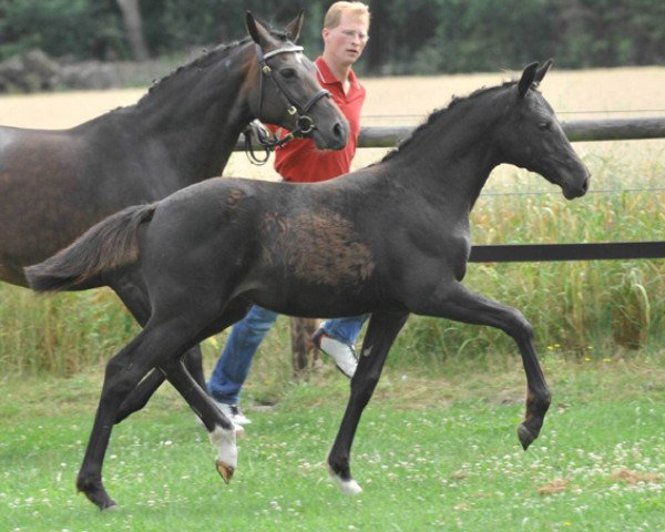 broodmare Hilkens Schneewittchen (German Riding Pony, 2010, from Nemax)
