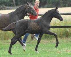 broodmare Hilkens Schneewittchen (German Riding Pony, 2010, from Nemax)
