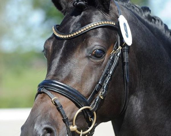 stallion Hilkens Dior (German Riding Pony, 2013, from Dance Star AT NRW)