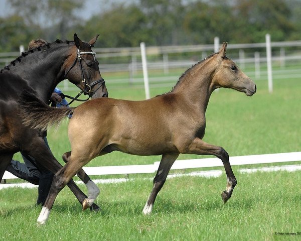 dressage horse Hilkens Girgio (German Riding Pony, 2011, from FS Golden Highlight)