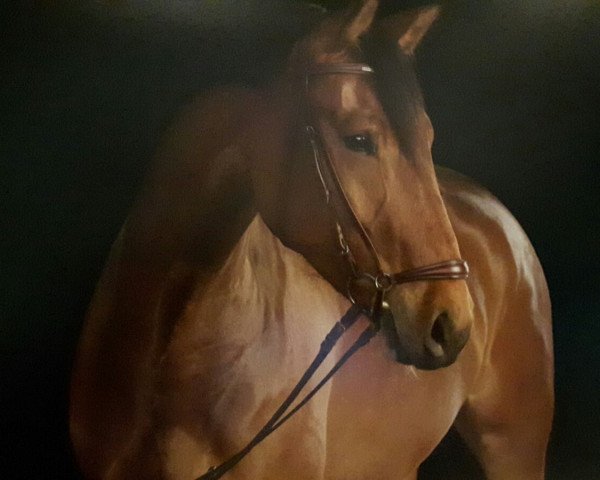 horse Cheyenne (Westphalian, 2011, from Cristallo II)