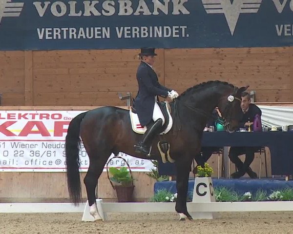 FEI Reitturnier Wiener Neustadt (AUT) 2019