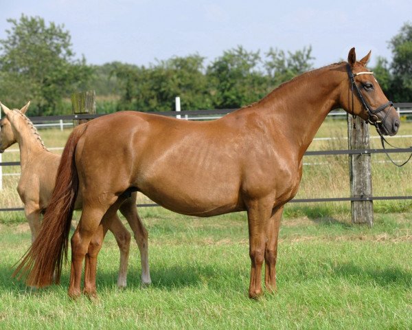broodmare Cresentina (Oldenburg, 1996, from Davignon II)