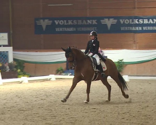 FEI Reitturnier Wiener Neustadt (AUT) 2019