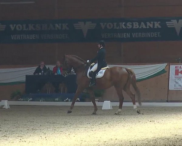 FEI Reitturnier Wiener Neustadt (AUT) 2019