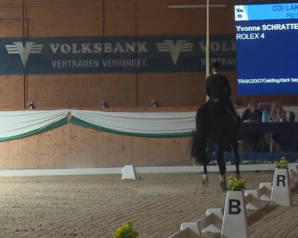 FEI Reitturnier Wiener Neustadt (AUT) 2019