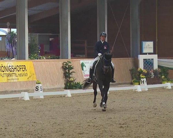 FEI Reitturnier Wiener Neustadt (AUT) 2019