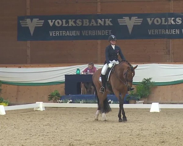 FEI Reitturnier Wiener Neustadt (AUT) 2019