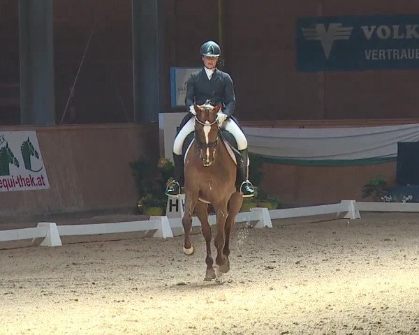FEI Reitturnier Wiener Neustadt (AUT) 2019