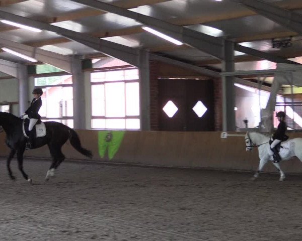 Dohrener Pferdetage 2019