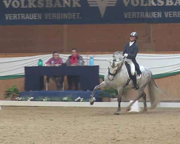 FEI Reitturnier Wiener Neustadt (AUT) 2019