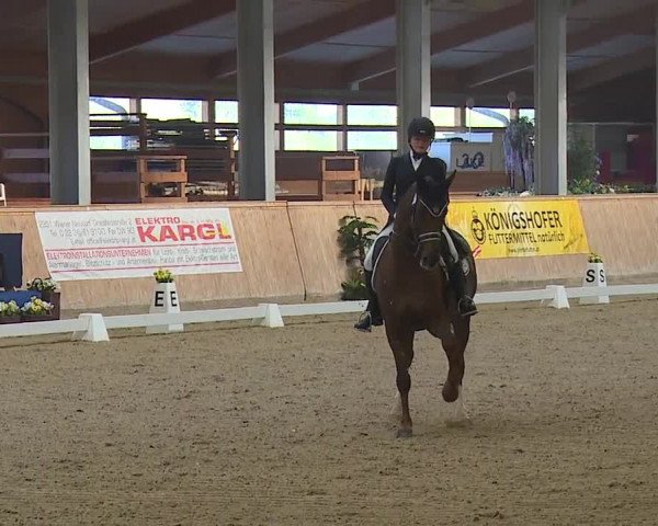 FEI Reitturnier Wiener Neustadt (AUT) 2019