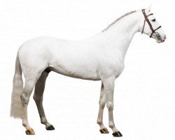 Springpferd Faldo (KWPN (Niederländisches Warmblut), 2010, von Alicante)