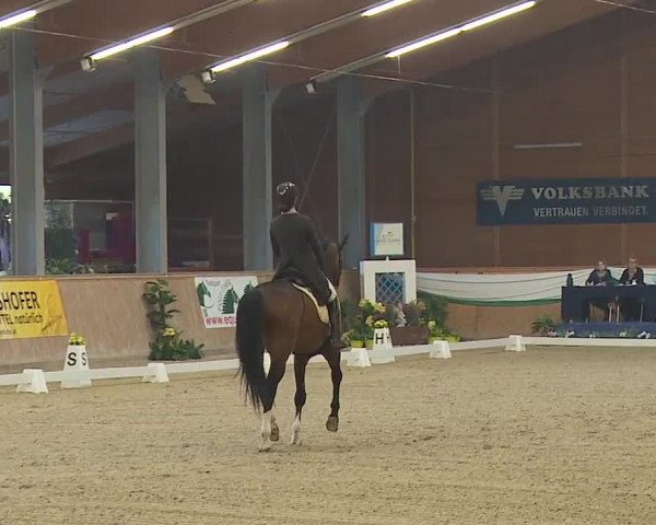 FEI Reitturnier Wiener Neustadt (AUT) 2019